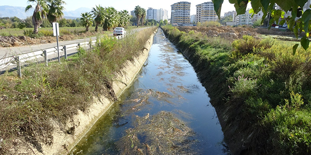 Sulama kanalında endişelendiren görüntü! Vatandaşlar tedirgin