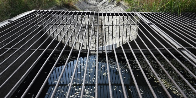 Sulama kanalında yüzlerce balık ölü bulundu!