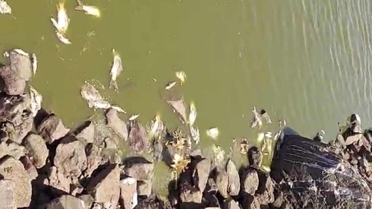 Sular çekildi, balıklar öldü