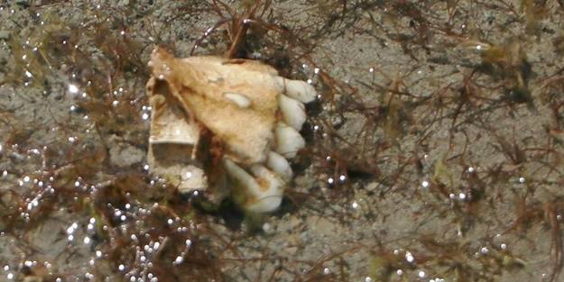 Sular çekildi, mezarlar gün yüzüne çıktı! Kemikler kıyıya vurdu