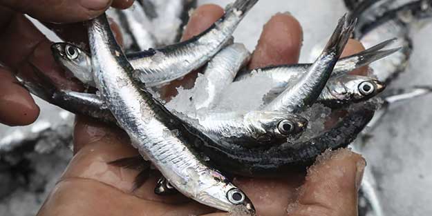 Sularımızda son 15 gün! Karadeniz'den hamsi fışkırıyor