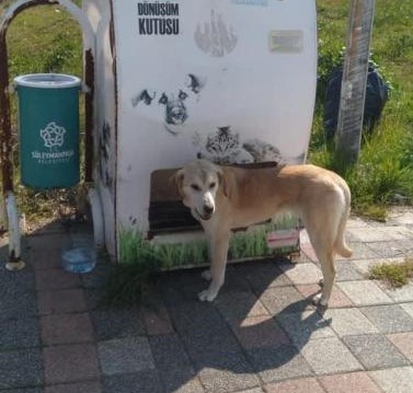 Süleymanpaşa’da sokak hayvanları için mama ve su desteği 