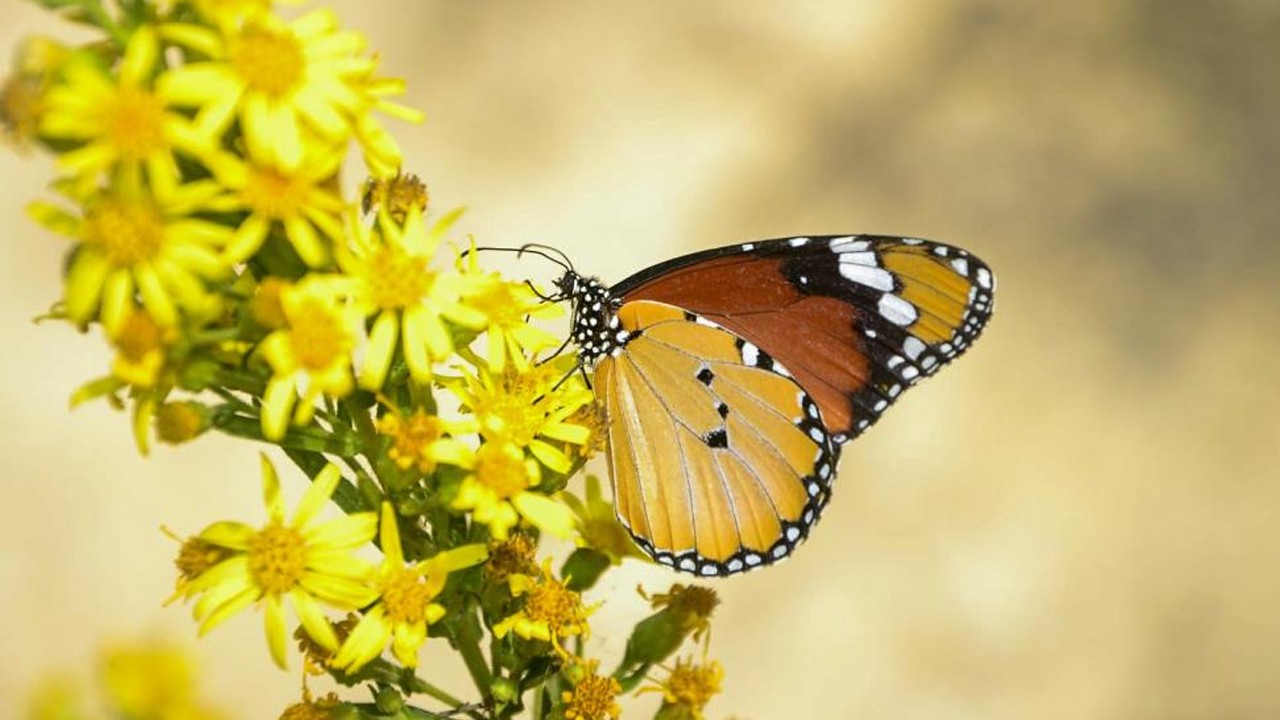 Sultan Kelebeği o ilimizde görüldü