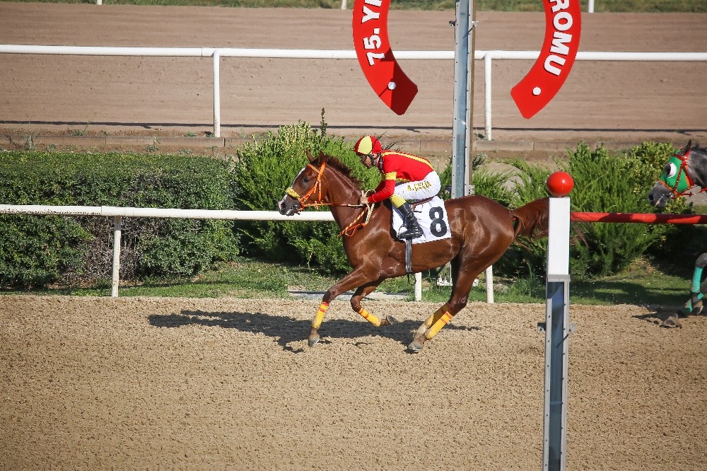 Sultansuyu Harası Kupaları toplamaya devam ediyor 