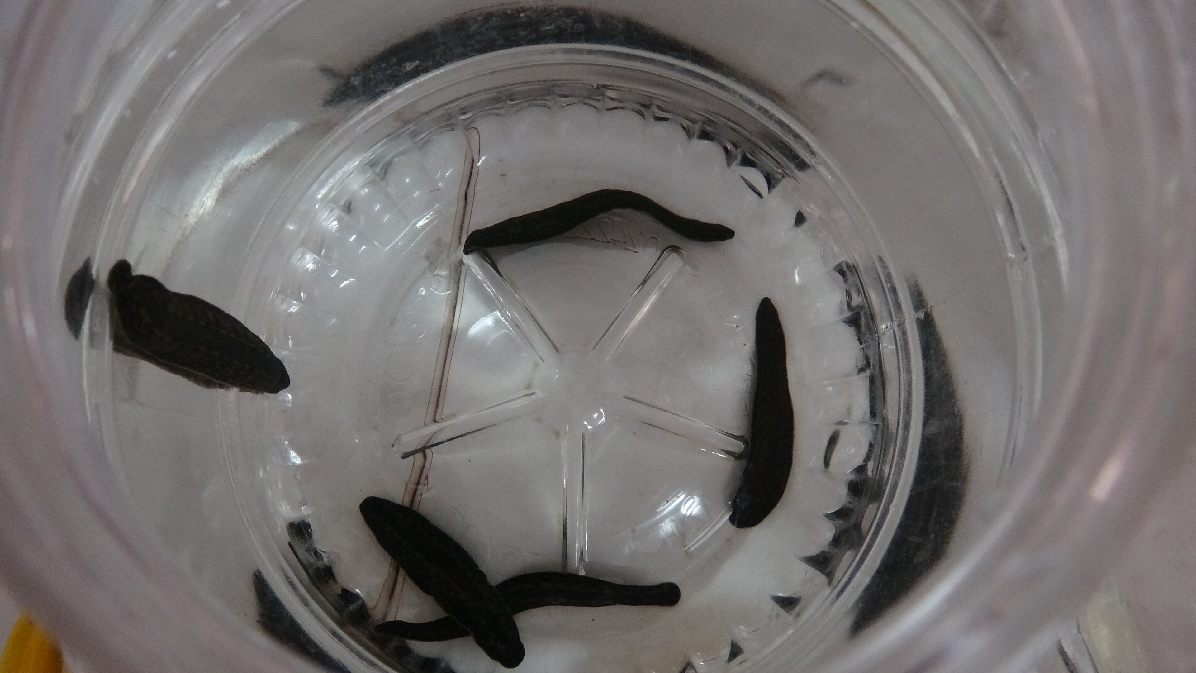 Sülük tedavisi eğitimine yurt dışından yoğun ilgi