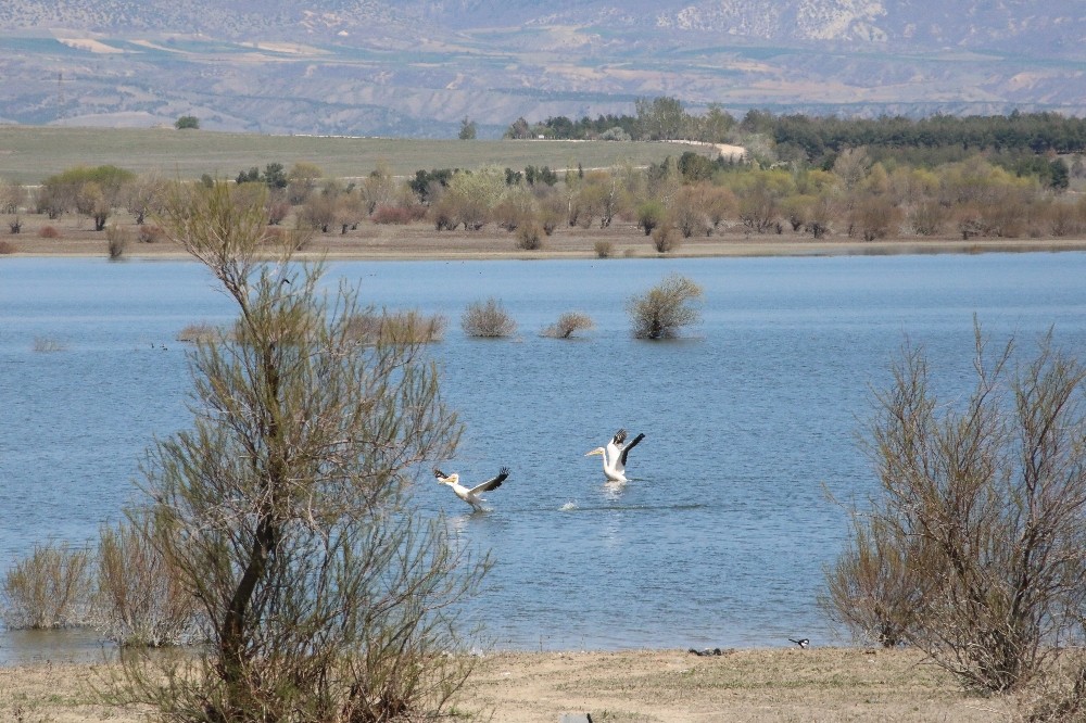 Suluova Yedikır, 100’den fazla kuş türüne ev sahipliği yapıyor 