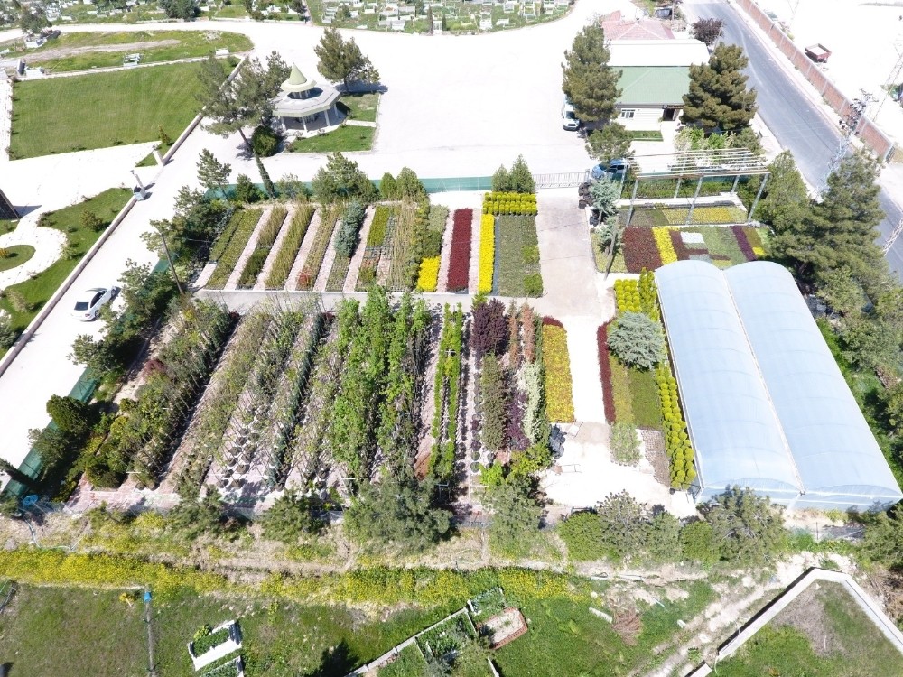 Suluova’da yılda 100 binin üzerinde bitki ve çiçek üretimi 
