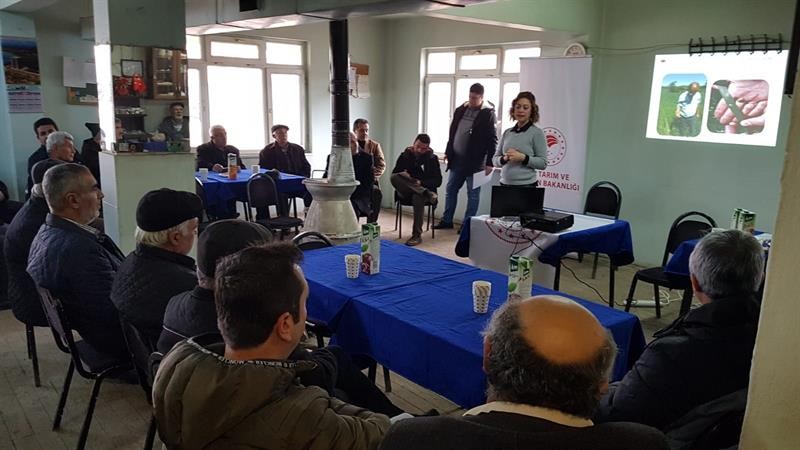 Süne zararlısı ve tarla faresi buğdayda verim düşüklüğüne neden oluyor 