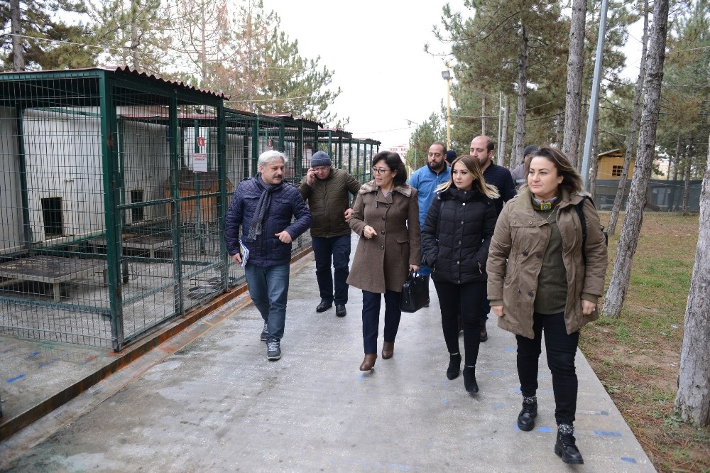Sungurlu Belediye’si hayvan bakımevi kuracak 
