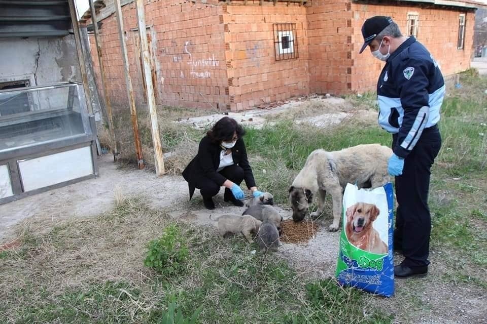 Sungurlu Belediyesi sokak hayvanlarını unutmadı 