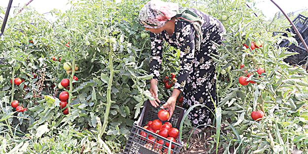 “Süper domates”in pazar derdi yok