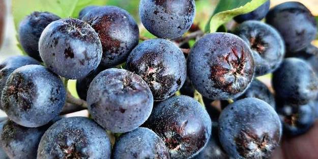 Süper meyve Aronya tüketin