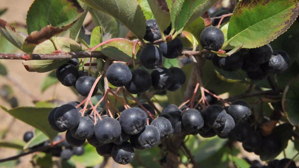 'Süper meyve' aronya, Türk tarımına kazandırıldı