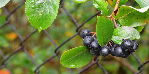 ‘Süper meyve’ olarak adlandırılan aronia nedir? Faydaları neler?