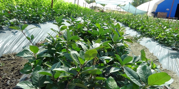 Süper meyve olarak biliniyor! Kilosu 150 lira