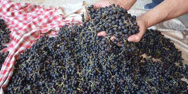 Süper meyve üretimi Türkiye'de artıyor! Yetiştirenler yaşadı