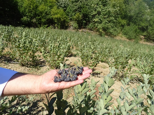 Süper meyvede ilk hasat başladı