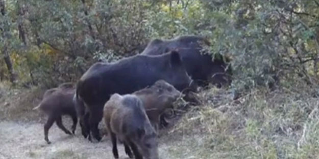 Süper yırtıcı ve süper istilacı aynı karede! Uzmanlar endişe duyuyor