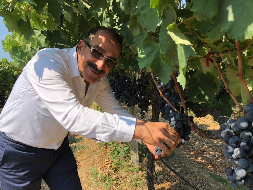 ’Superior seedless’ üzümünün ihracat yolculuğu başlıyor 