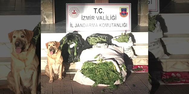 Şüphe üzerine durdurulan araçtan kilolarca uyuşturucu çıktı! Gözaltılar var