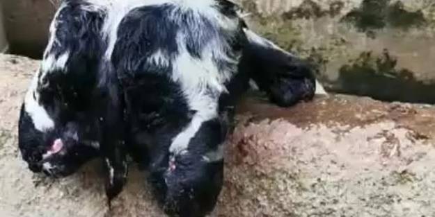 Şüphelenip veteriner çağırdılar! Doğan çift başlı kuzu hayata tutunamadı