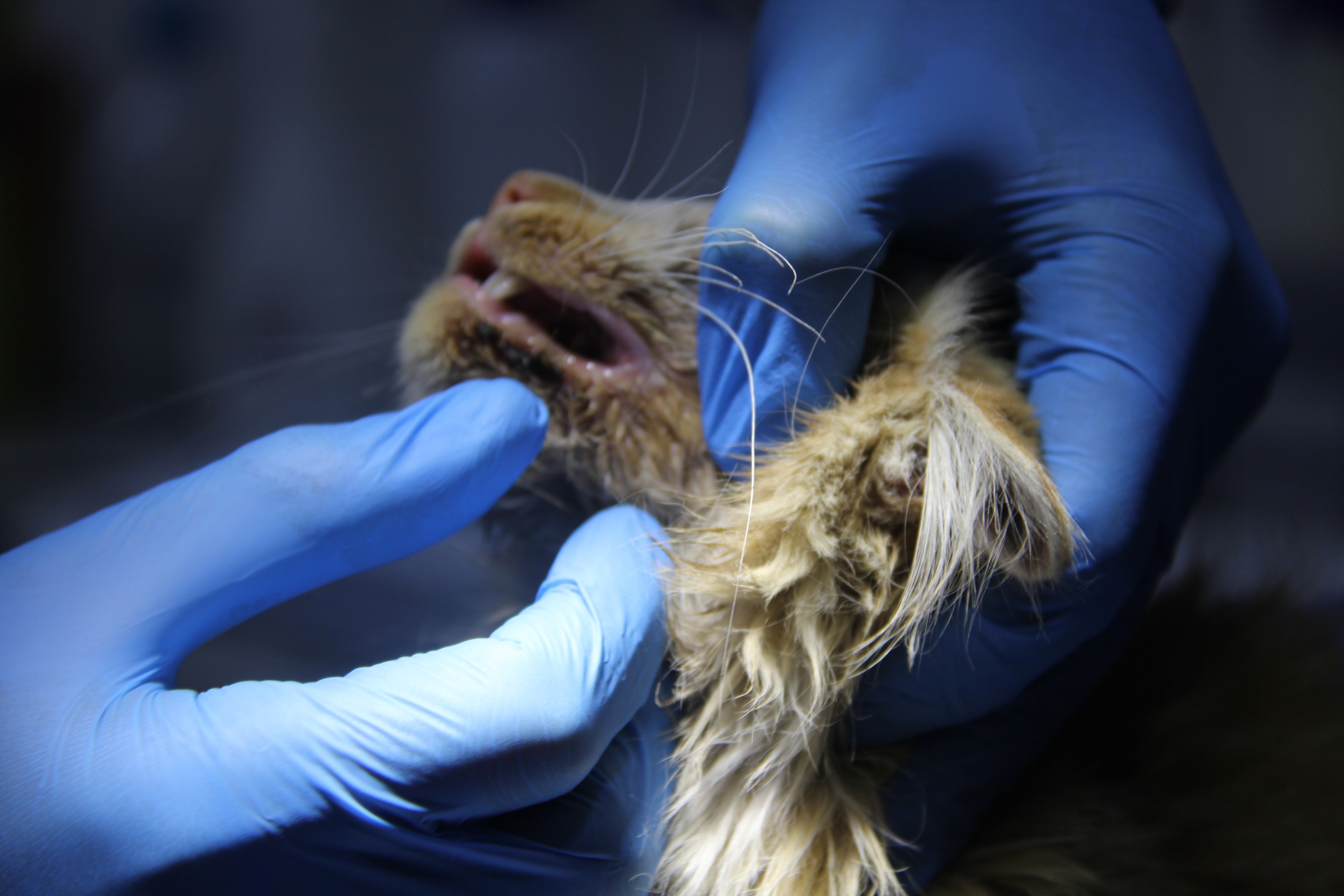 Şüpheli hastalık endişye neden oluyor! Veterinerler alarm verdi, evcil hayvan sahipleri dikkat!