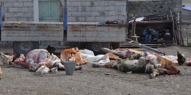 Şüpheli hayvan ölümleri endişelendirdi: 35'i telef oldu, 100'ü zehirlendi