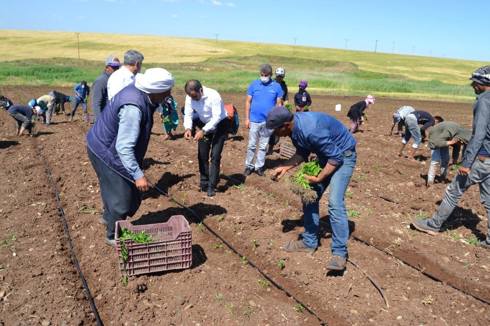 Sur Tarım ve Orman Müdürü Akbaş, tarım işçilerini ziyaret etti 