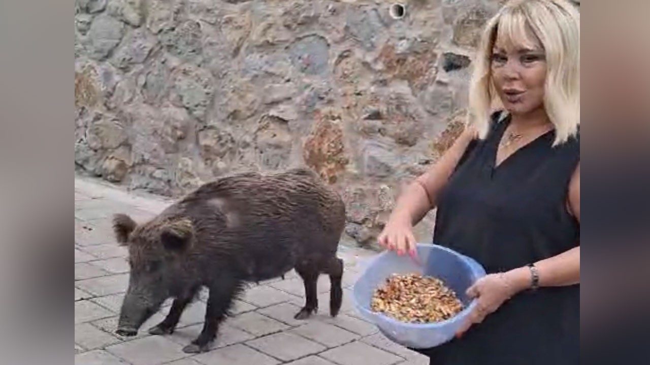 Suratına tüküren alpakaya 1 gün eşsiz kalma cezası kesilmişti! Bu kez bayram misafiri domuza ceviz ikram etti
