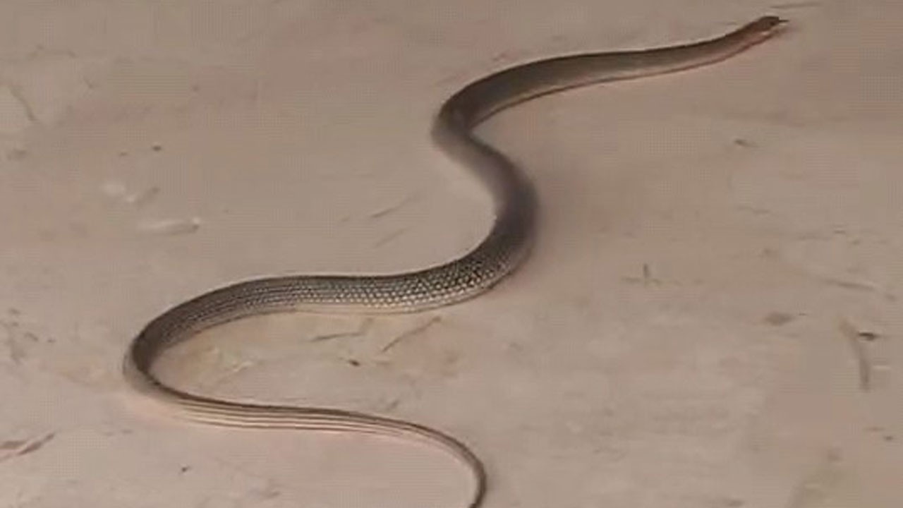 Sürekli görülmeye başladı! Bursa’da yılan paniği