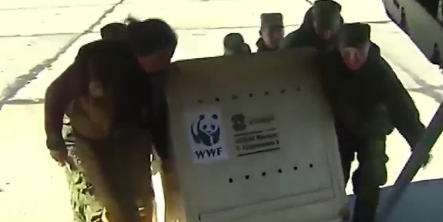 Suriye katilleri yavru ayıyı kurtarmakla övündüler