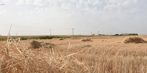 Suriye'de kuraklık mahsülleri vurdu