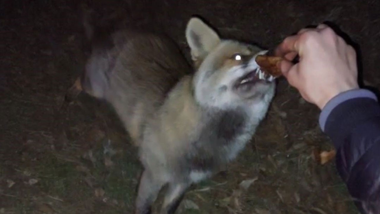 Sürpriz misafir: Tilki iftar sofrasına ortak oldu!