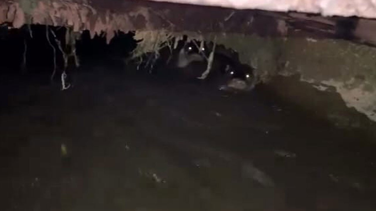 Sürpriz misafirler! Sulama kanalında görüntülendi