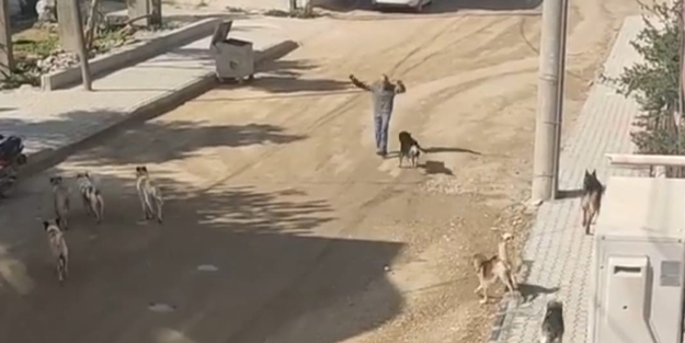 Sürü halinde gezen köpekler dehşeti yaşattı! O anlar anbean böyle kaydedildi