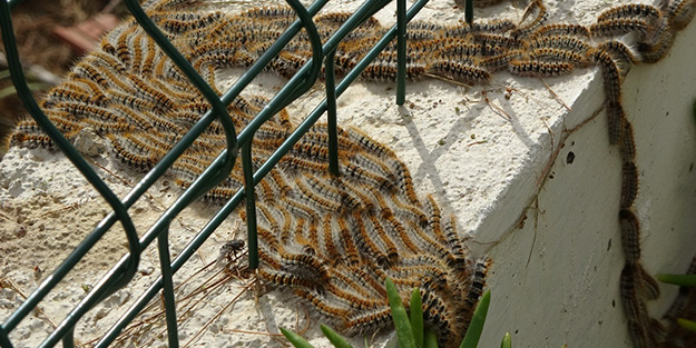 Sürü halinde istila ediyorlar! Vatandaşlar korkudan uyuyamıyor