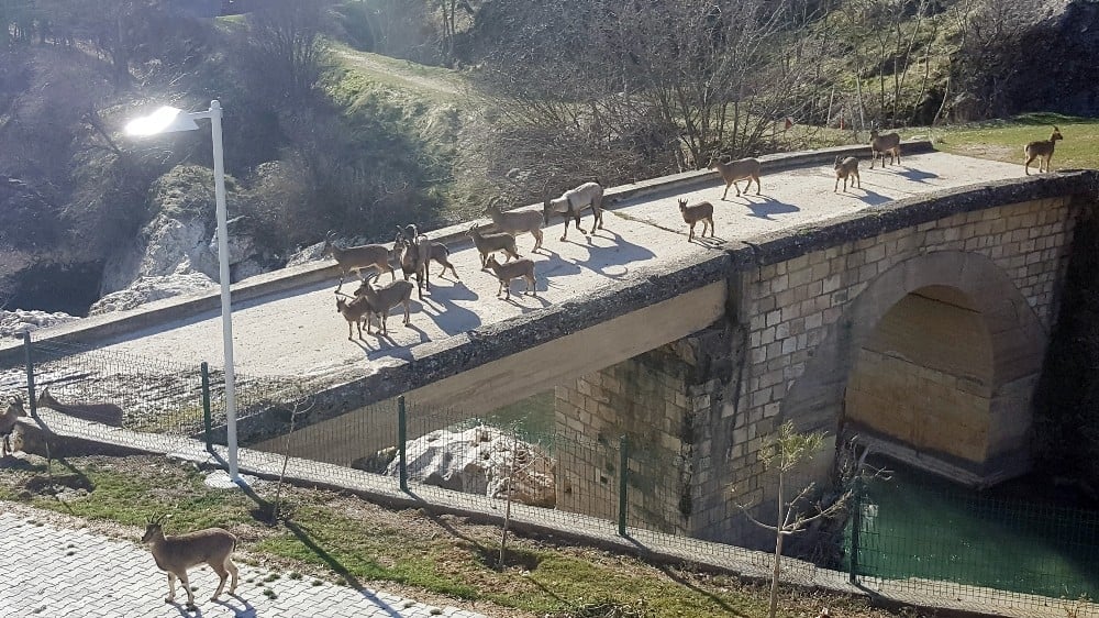 Sürü halindeki yaban keçileri güneşin tadını çıkarttı 