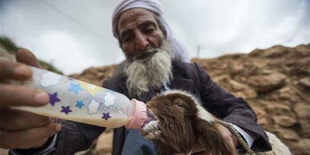 Sürü lideri biberonla besleniyor - FOTO