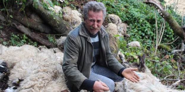 Sürü psikoloji 56 koyunu telef etti