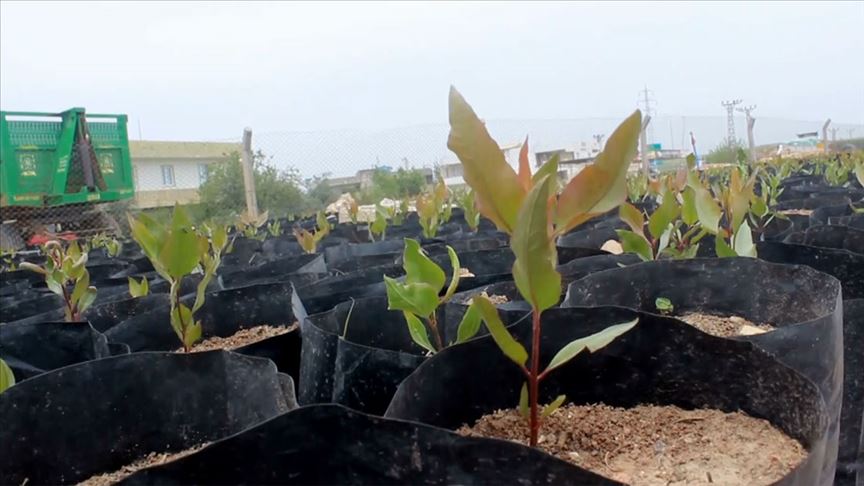 Suruç Ovası'nda fıstık üretimi yaygınlaştırılacak