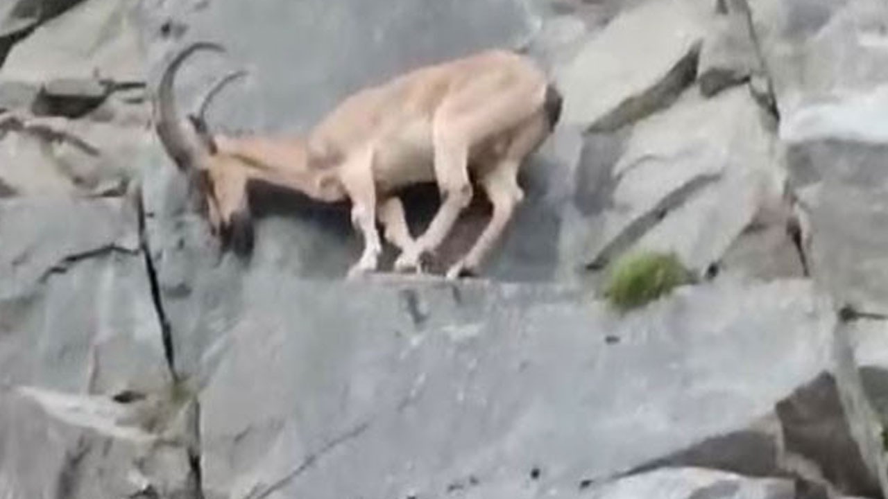 Sürücüler gözlerine inanamadı!