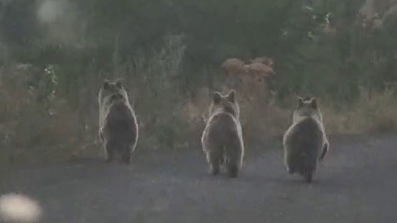 Sürücünün ayı yavrularıyla imtihanı!