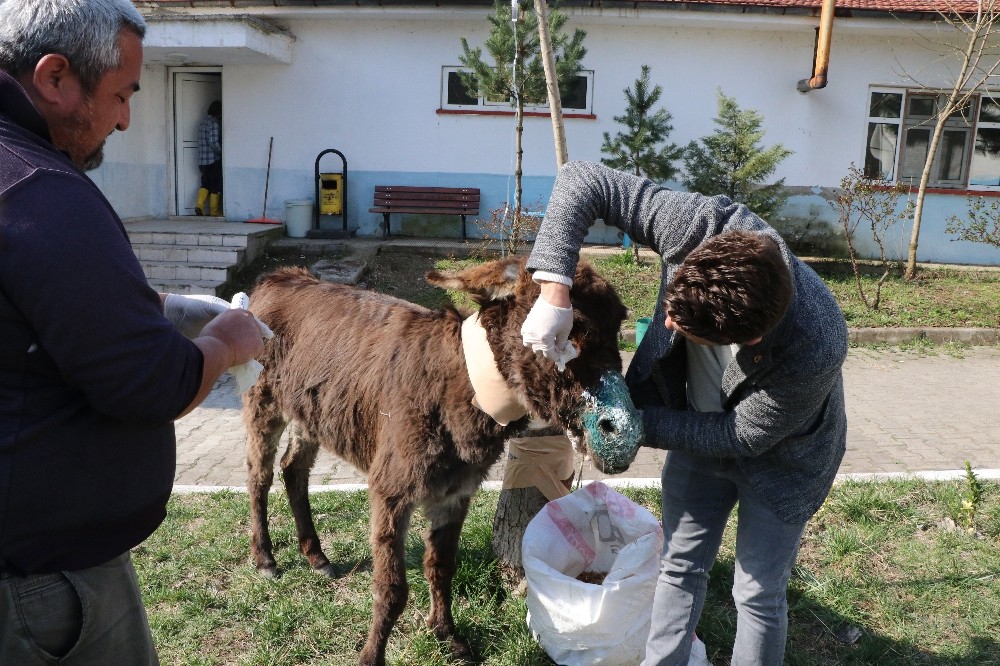 Sürücünün ölüme terk ettiği eşek tedavi altına alındı 