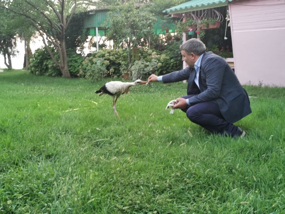 Sürüden ayrılan leyleği belediye başkanı elleri ile besledi 
