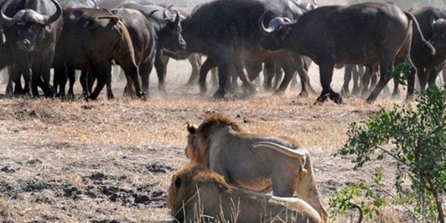 Sürüden sıra dışı hareket!