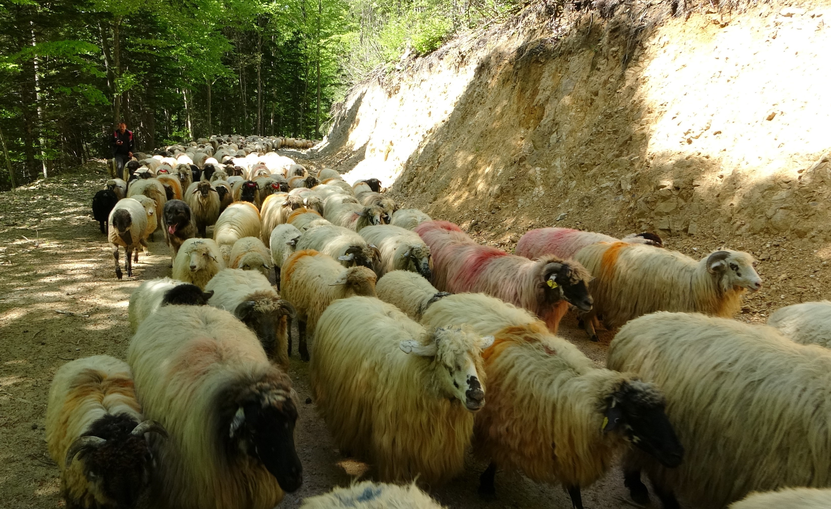 Sürülerin yaylalara zorlu göç yolculuğu başladı
