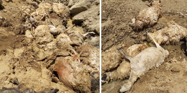 Sürünün başındaki koyun felakete yol açtı