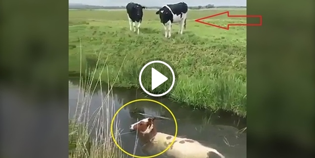 Sürünün garip bakışları altında istifini bozmadan yüzen inek!