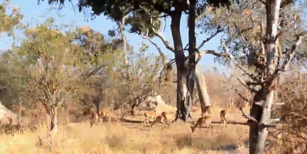 Sürünün ortasına balıklama daldı
