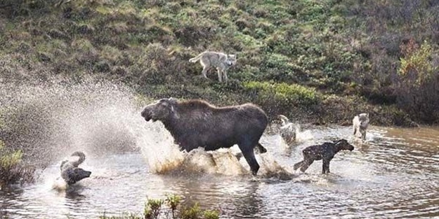 Sürüye karşı yavrusunu tek başına korumaya çalıştı ama...